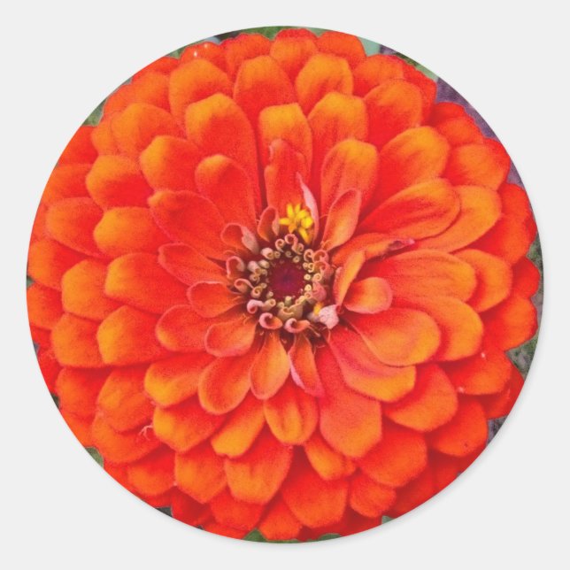 Vibrant Orange Zinnia Floral Stickers / Seals (Front)
