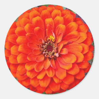 Vibrant Orange Zinnia Floral Stickers / Seals