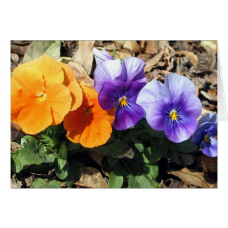 Vibrant Pansies