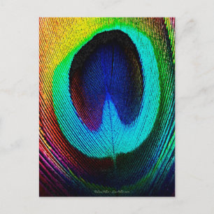 Vibrant Peacock Feather Postcard