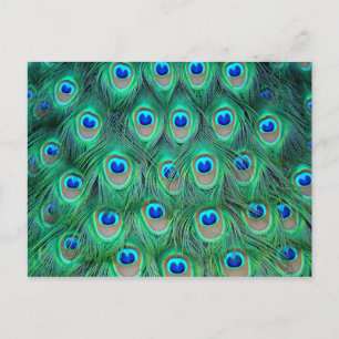 Vibrant Peacock Feathers Postcard