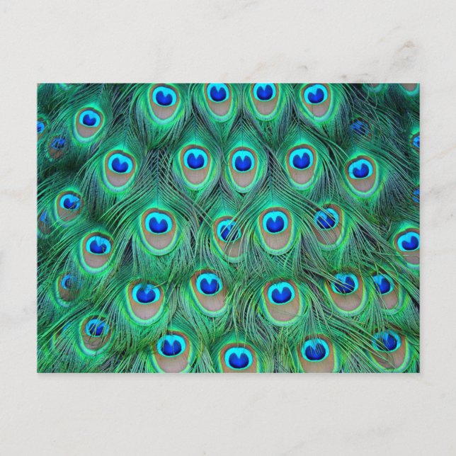 Vibrant Peacock Feathers Postcard (Front)
