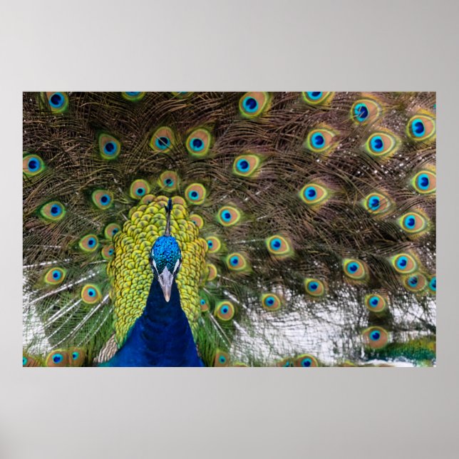 Vibrant Peacock Feathers Poster (Front)