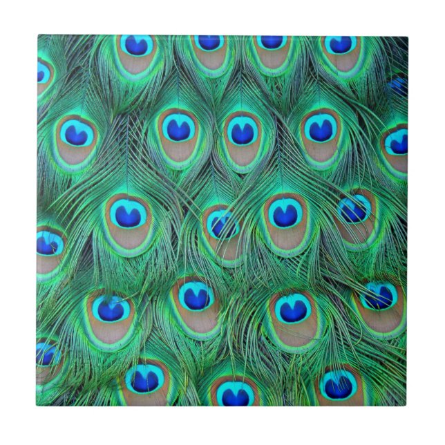 Vibrant Peacock Feathers Tile (Front)