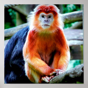 Vibrant Photo of Monkeys at Wildlife Park Poster