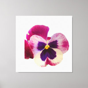 Vibrant Pink and Purple Pansy Flower Photo Canvas  Print