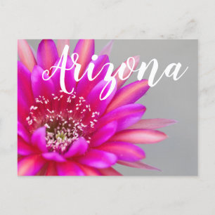 Vibrant Pink Cactus Flower Petals, Arizona Postcard