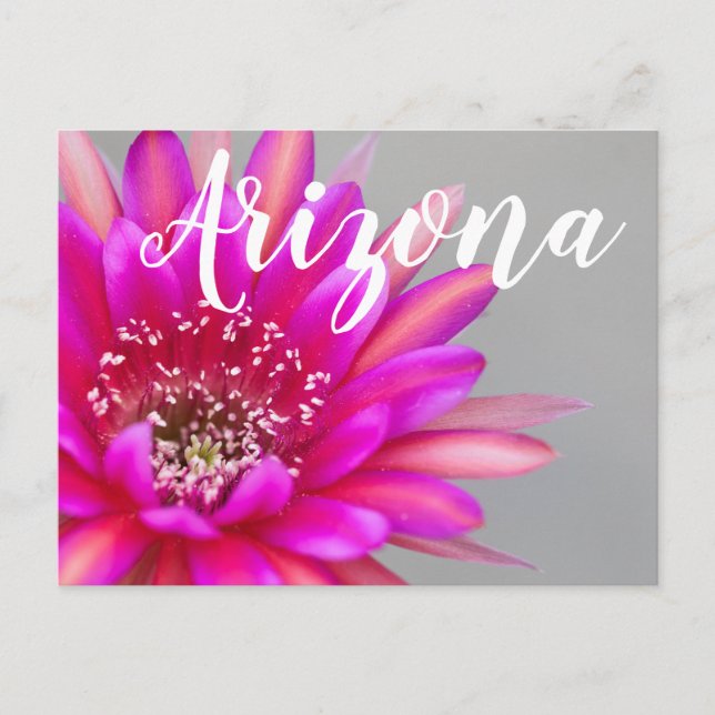 Vibrant Pink Cactus Flower Petals, Arizona Postcard (Front)