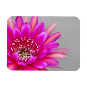 Vibrant pink cactus flower petals magnet