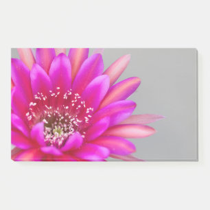Vibrant pink cactus flower petals. post-it notes