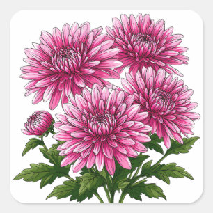 Vibrant Pink Chrysanthemums Blooming Square Sticker