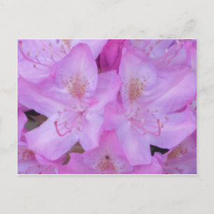 Vibrant Pink Floral Postcard