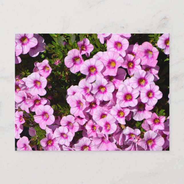 Vibrant pink flowerbed flowers postcard (Front)