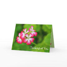Vibrant Pink Geraniums | Greeting Card