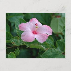 Vibrant Pink Hibiscus Flower Postcard