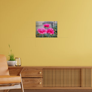 Vibrant Pink Mediterranean Poppies Poster