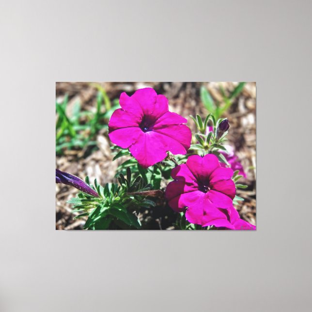 Vibrant Pink Petunias in Bloom Canvas Print (Front)