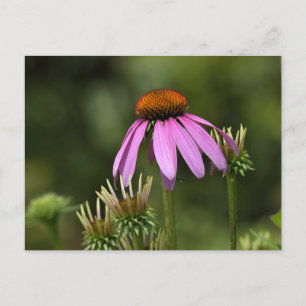 Vibrant pink purple coneflower postcard