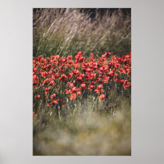 Vibrant Poppy Field in Flanders Poster