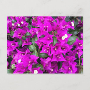Vibrant Purple Bougainvillea Flowers Postcard