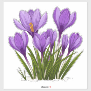 Vibrant Purple Crocus Flowers Blooming Garden