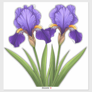 Vibrant Purple Iris Flowers With Green Leaves