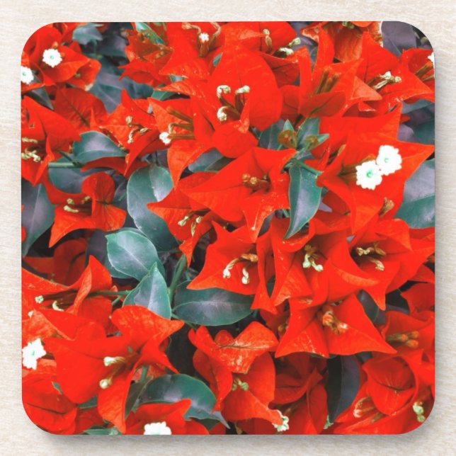 Vibrant Red Bougainvillea Flowers Coaster (Front)