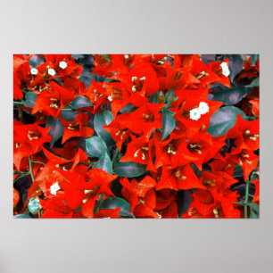 Vibrant Red Bougainvillea Flowers Poster