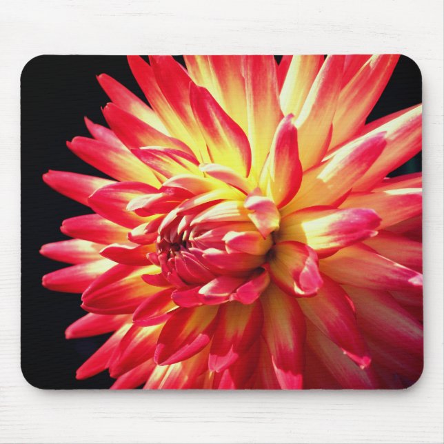 Vibrant Red Dahlia Flower  Mouse Mat (Front)