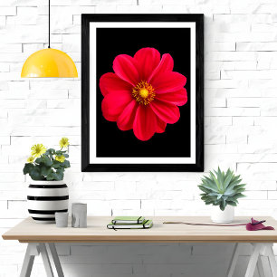Vibrant Red Dahlia Photo Print