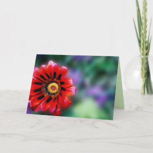 Vibrant Red Flower Gazania Floral, Blank Greeting Card