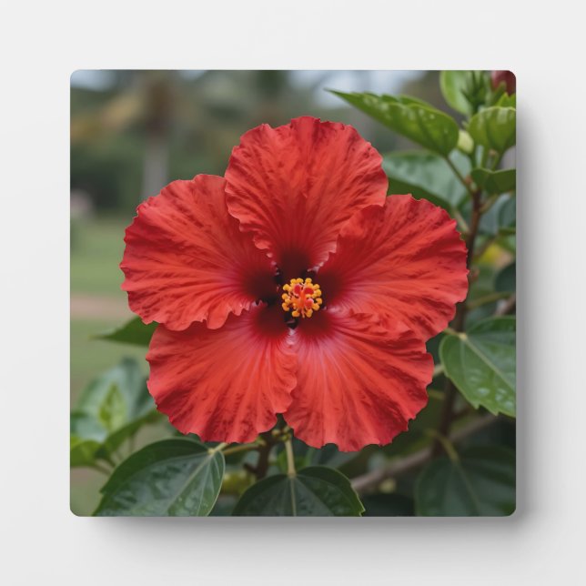 Vibrant Red Hibiscus Tropical Bloom Plaque (Front)