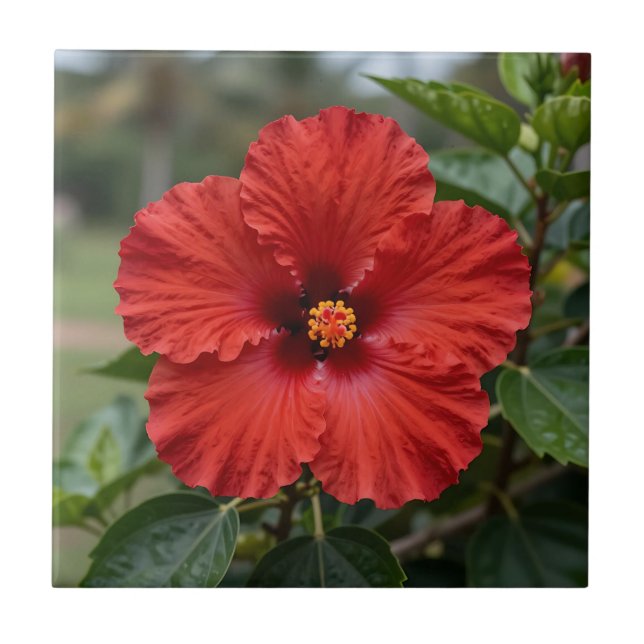 Vibrant Red Hibiscus Tropical Bloom Tile (Front)