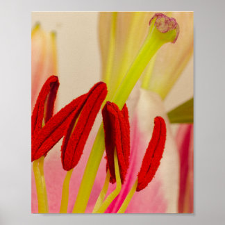 Vibrant Red Lily Stamens and Green Pistil Poster