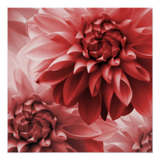 Vibrant Red monotone dahlia flower Poster