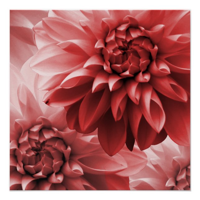  Vibrant Red monotone dahlia flower Poster (Front)