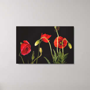 Vibrant Red Poppies On Black Canvas Print
