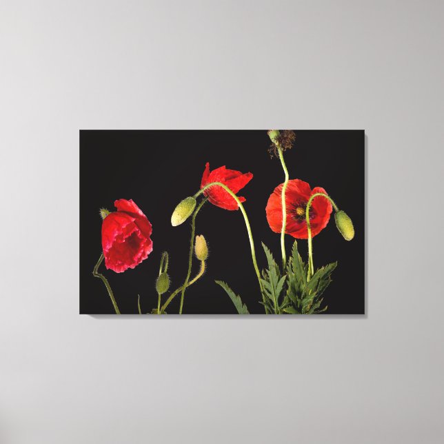 Vibrant Red Poppies On Black Canvas Print (Front)