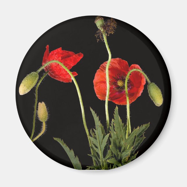 Vibrant Red Poppies On Black Magnet (Front)