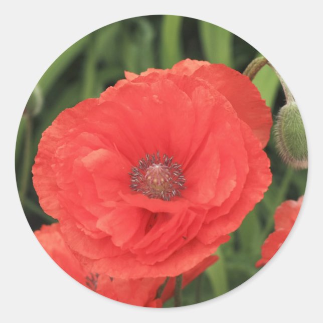vibrant red poppy classic round sticker (Front)