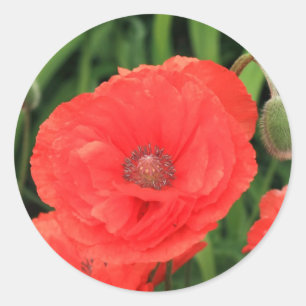 vibrant red poppy classic round sticker