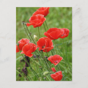 Vibrant Red Poppy Flowers Postcard