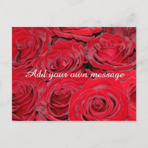 Vibrant Red Roses Postcard