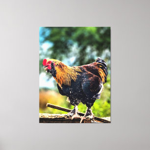 Vibrant Rooster Perched on Fence Canvas Print