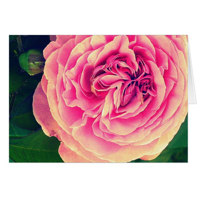 Vibrant Rose (Front Horizontal)