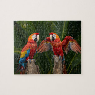 Vibrant Scarlet Macaw Pair Tropical Birds Jigsaw Puzzle