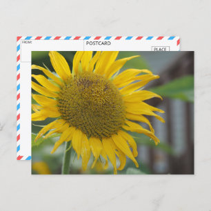 Vibrant Summer Sunflower Postcard