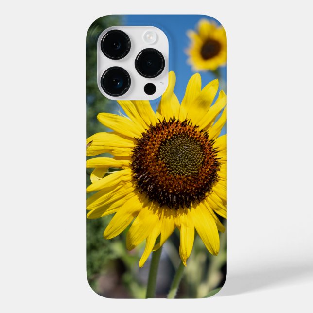 Vibrant Sunflowers Case-Mate iPhone Case (Back)