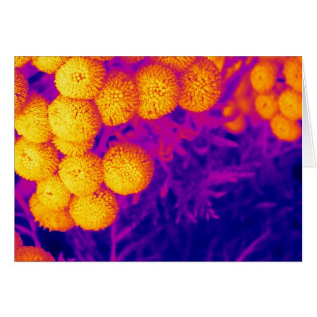 Vibrant Tansy (Front Horizontal)