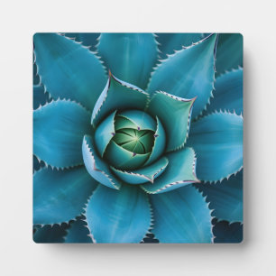 Vibrant Teal Agave Succulent Macro Geometric  Plaque